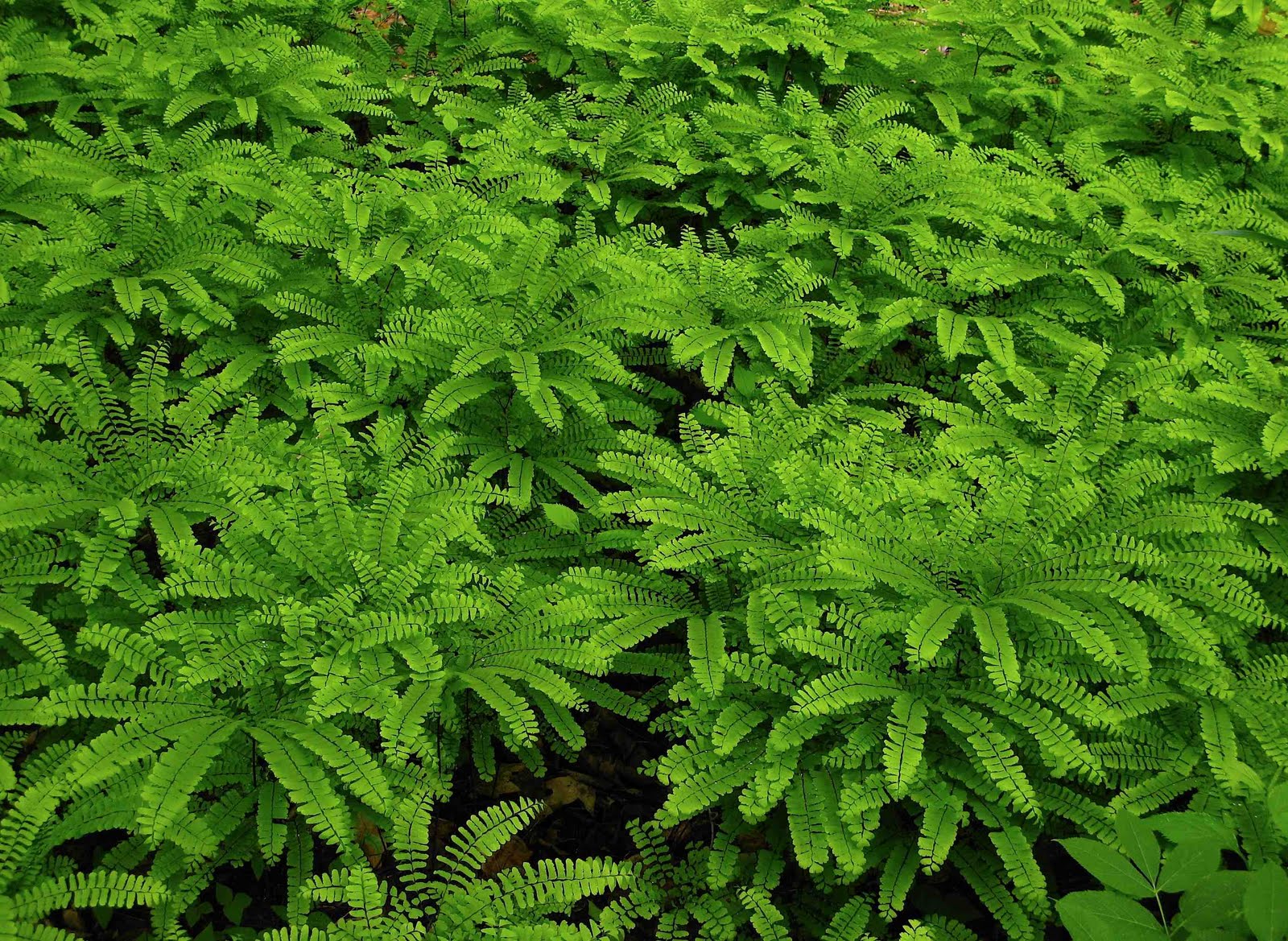 oak fern