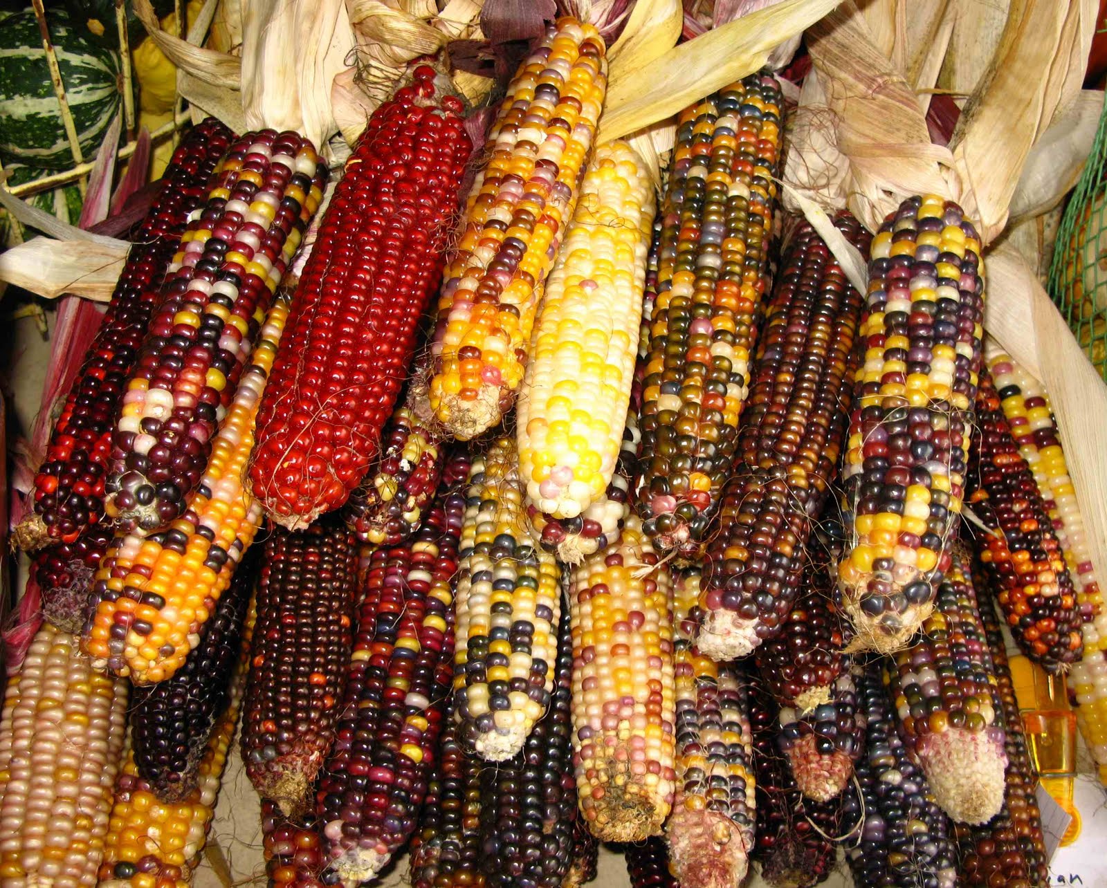 corn indian colors autumn colored cornucopia colorful fall its market word english orange corns harvest