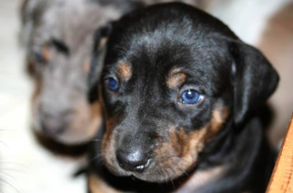 puppies, ponies, pigs and prince of pinot in that order puppies, ponies, pigs and prince of pinot in that order