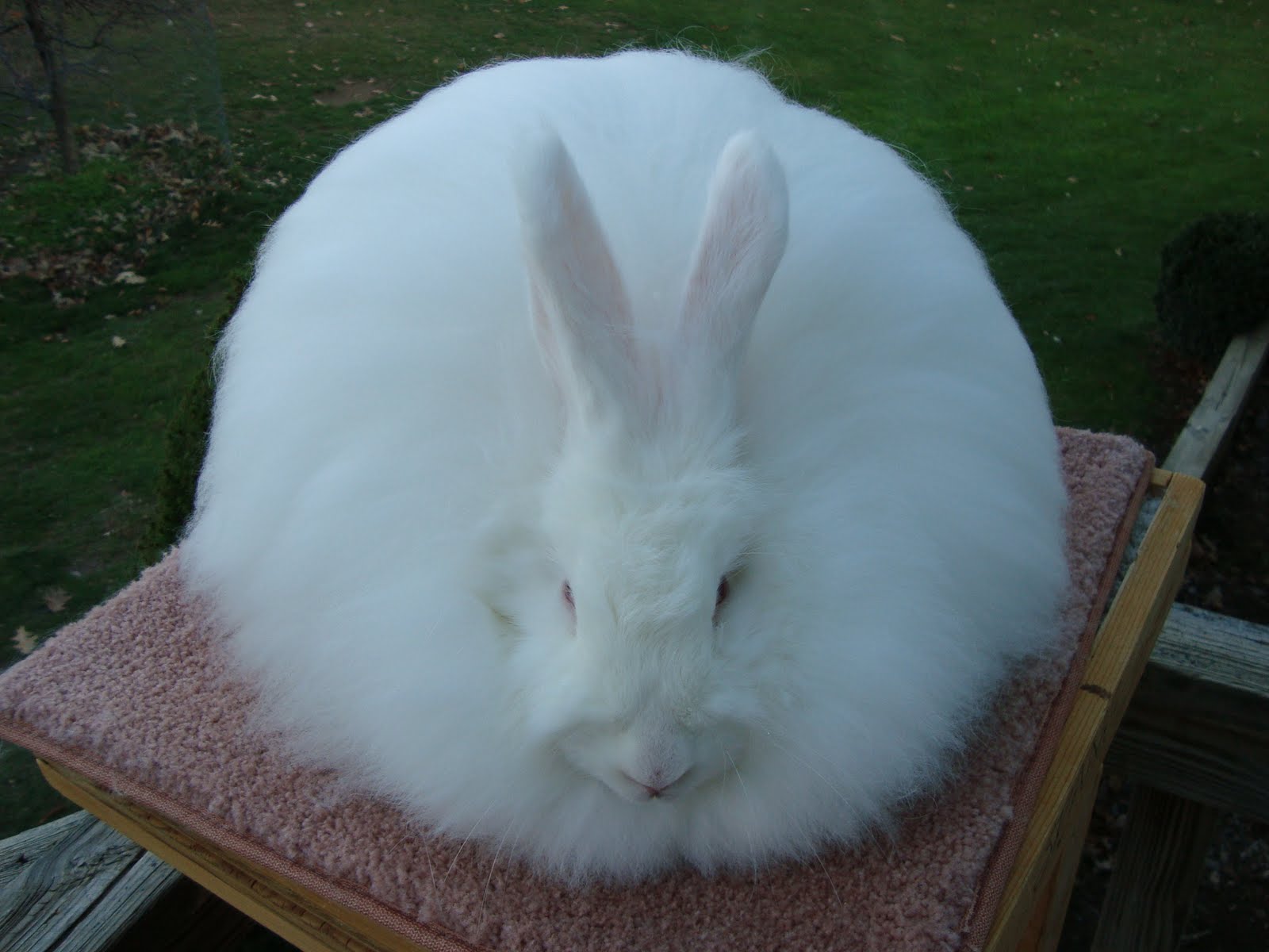 Spang Angora Rabbitry Handling RabbitsDo's and Don'ts