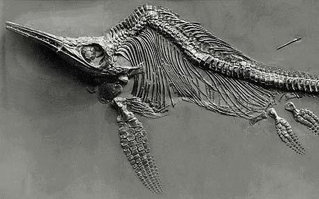 ichthyosaur skeleton