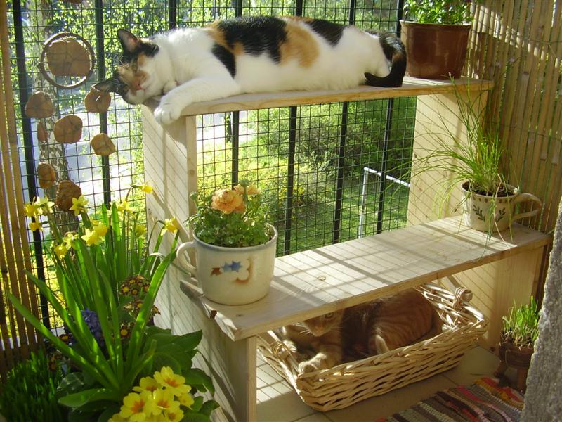 Cat balcony Cat patio, Cat proof balcony, Cat room