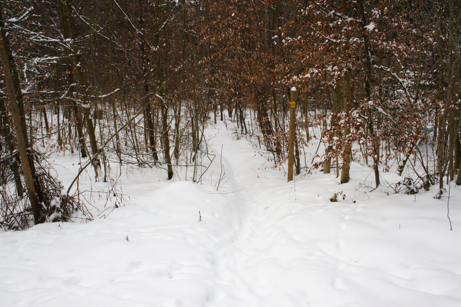[IMG_0723.JPG]