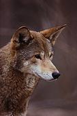 [wolf]