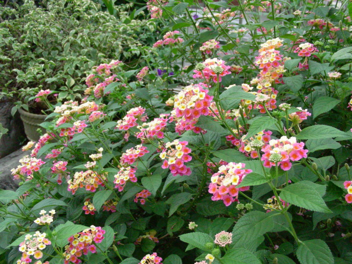 [DSCN0176.JPG]