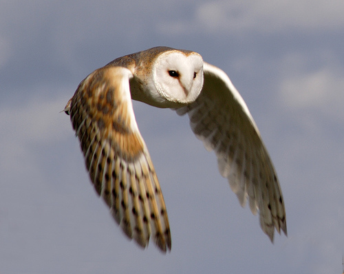 Of owls and viruses Of owls and viruses