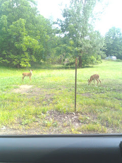 Deer in out in the open