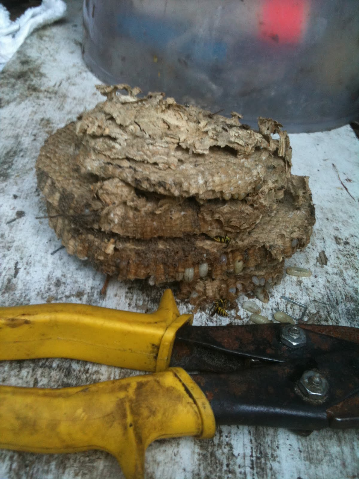 ALL Florida Recent Bee Removals Tavares Yellow Jacket Removal