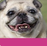 cepillo dental, cepillar diente perro