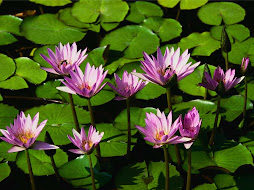 Nature's Creations