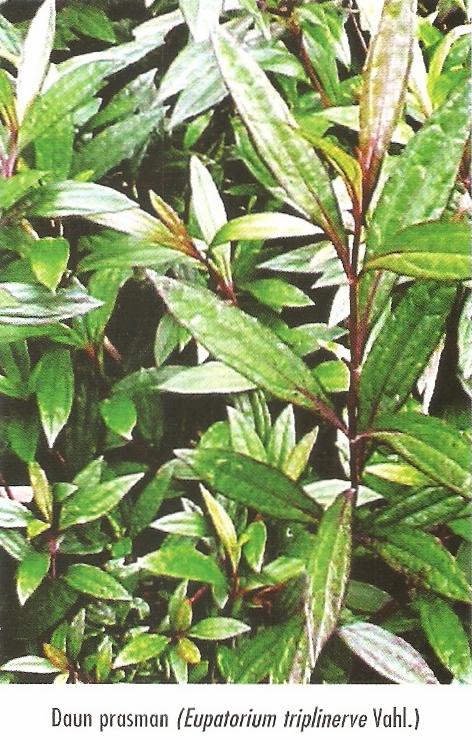 eupatorium triplinerve