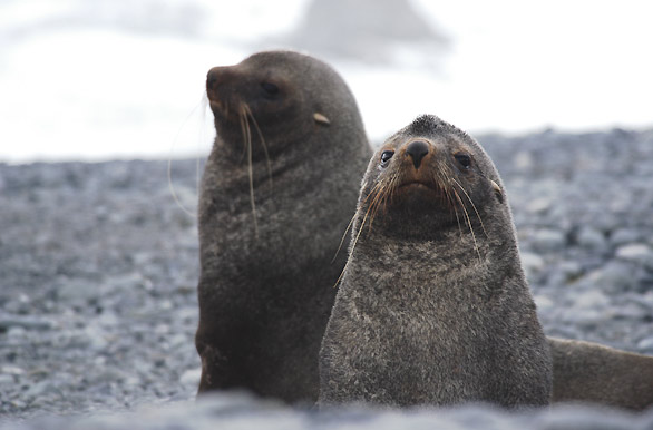 [lobos-marinos-de-dos-p.jpg]