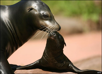 Seals Lions