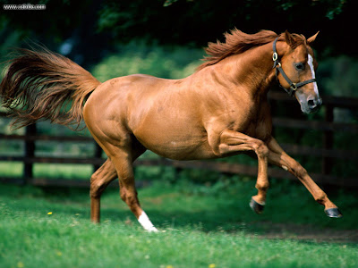 wallpaper horse. horses wallpaper horse