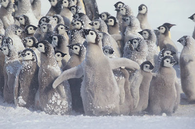 Frosty Chicks