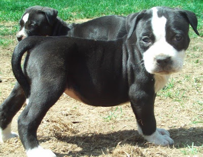 pitbull puppy wallpaper pitbull wallpaper. pitbull puppy wallpaper