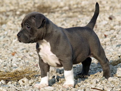 pitbulls puppy Pics