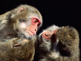Monkey Wallpaper free