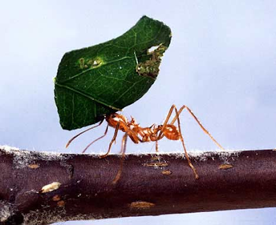 Ant