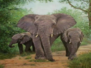 Elephant Wallpaper 3