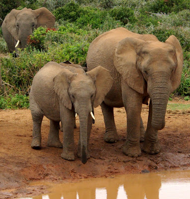 African Baby Elephant Gallery Image
