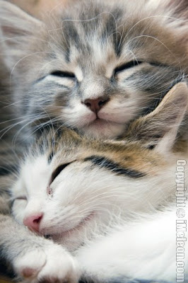 Sleeping kitten cats - Puppy Cat's Photo