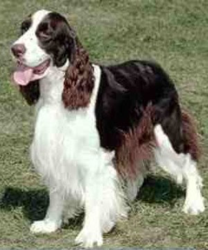 English Springer Spaniel