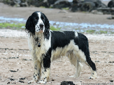 English Springer Spaniel Dogs Picture