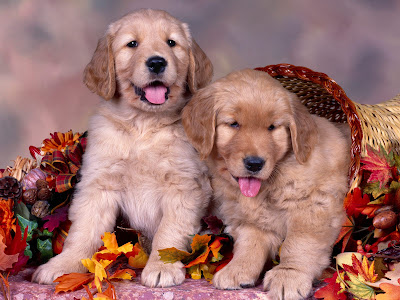 +and+kittens+together pics of puppies and kittens together. +and+kittens+together