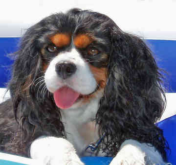 cavalier king charles face