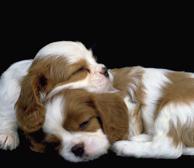 Cavalier King Charles Spaniel 02 Puppys Pics