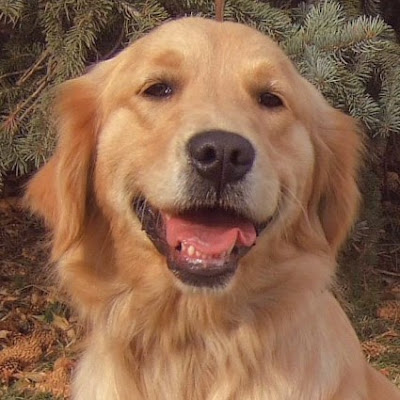 wallpaper Golden Retriever golden retriever puppies wallpaper. wallpaper Golden Retriever