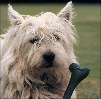 West Highland White Terrier Cute Dogs Pics
