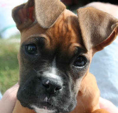 Dogs Breeds - Boxer Puppy Gallery Photo