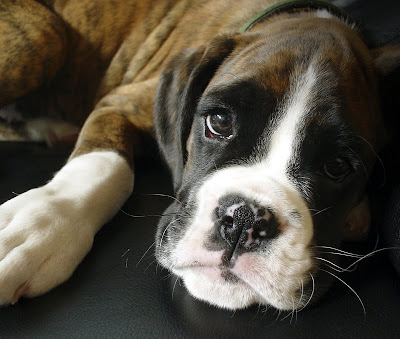 Cute Dogs Boxer Puppy Photo Pics