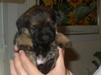 Border Terrier Cute Puppy Pictures