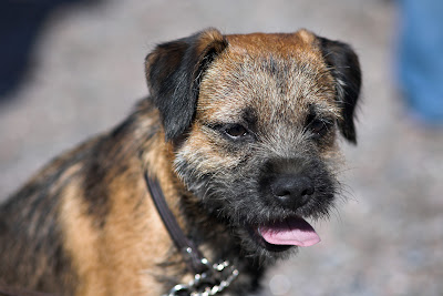 Border Terrier Breeds Puppy Photo