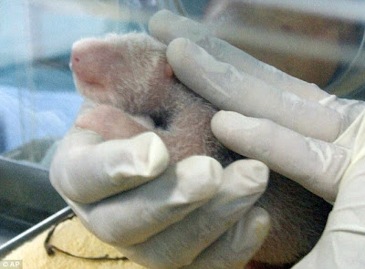 New Born Cute Pandsa