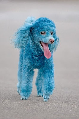 Funny Dog Blue poodle Pics