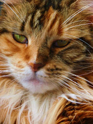 Maine Coons Cat Breeds Pics