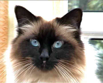 Birman Cat Breed Picture