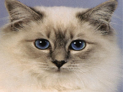Cute Cats Pics - Birman Cats