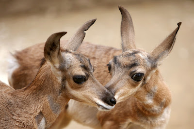 LA Zoo Celebrates New Births, Including Rare Peninsular Pronghorns