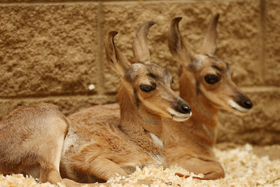 Two rare Peninsular pronghorns male Twins