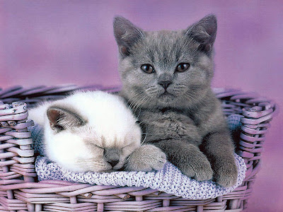 Cat Wallpapers for Desktop wallpaper cat. Cat Wallpapers for Desktop