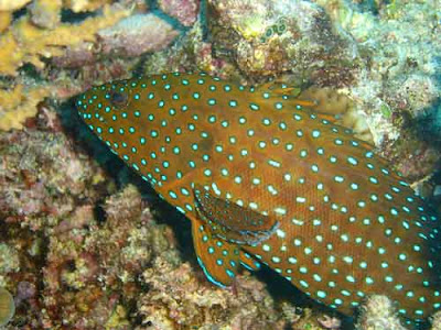 The Great Barrier Reef Fish