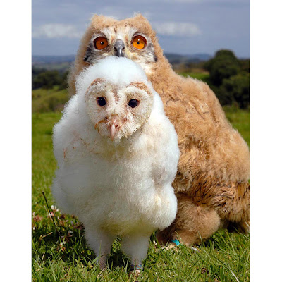 The World's most unusual Animal Friendships