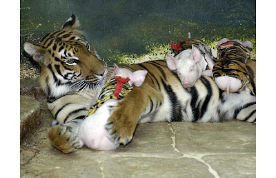 The world's most unusual animal friendship
