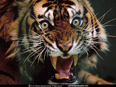 Roaring Tiger Photo
