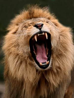 Roaring Lion Photo - Asian Lion